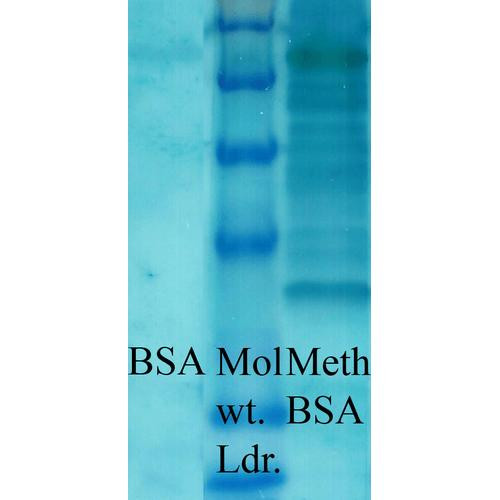 Western blot analysis of Bovine serum albumin showing detection of Methylated Lysine protein using Rabbit Anti-Methylated Lysine Polyclonal Antibody (STPA00024). Primary Antibody: Rabbit Anti-Methylated Lysine Polyclonal Antibody (STPA00024) at 1:1000. Methylated Lysine in BSA (Left) and Methylated BSA (Right).