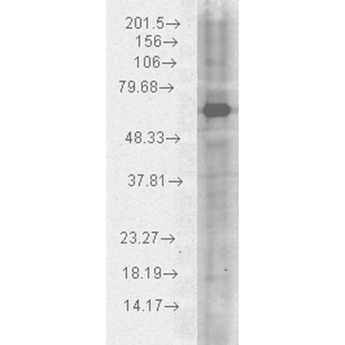 Western blot analysis of Human Cervical cancer cell line (HeLa) lysate showing detection of HSP70 protein using Chicken Anti-HSP70 Polyclonal Antibody (STPA00028). Load: 15 µgprotein. Block: 1.5% BSA for 30 minutes at RT. Primary Antibody: Chicken Anti-HSP70 Polyclonal Antibody (STPA00028) at 1:1000 for 2 hours at RT. Secondary Antibody: Goat Anti-Chicken IgY: HRP for 1 hour at RT.