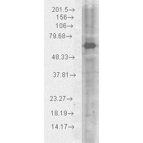 Western blot analysis of Human Cervical cancer cell line (HeLa) lysate showing detection of HSP70 protein using Chicken Anti-HSP70 Polyclonal Antibody (STPA00028). Load: 15 µgprotein. Block: 1.5% BSA for 30 minutes at RT. Primary Antibody: Chicken Anti-HSP70 Polyclonal Antibody (STPA00028) at 1:1000 for 2 hours at RT. Secondary Antibody: Goat Anti-Chicken IgY: HRP for 1 hour at RT.