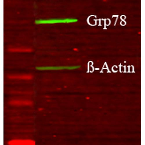 Western blot analysis of Human Glucose deprived glia cell lysates showing detection of GRP78 protein using Rabbit Anti-GRP78 Polyclonal Antibody (STPA00029). Primary Antibody: Rabbit Anti-GRP78 Polyclonal Antibody (STPA00029) at 1:1000.