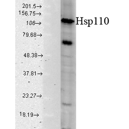 Western blot analysis of Human Cell line lysates showing detection of HSP110 protein using Rabbit Anti-HSP110 Polyclonal Antibody (STPA00037). Load: 15 µgprotein. Block: 1.5% BSA for 30 minutes at RT. Primary Antibody: Rabbit Anti-HSP110 Polyclonal Antibody (STPA00037) at 1:1000 for 2 hours at RT. Secondary Antibody: Donkey Anti-Rabbit IgG: HRP for 1 hour at RT.