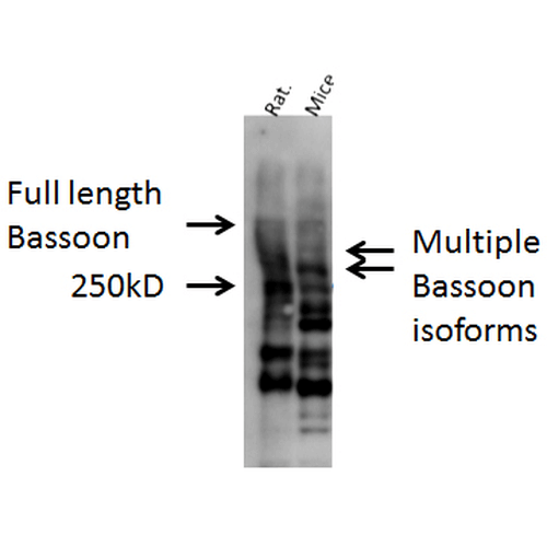 Western blot analysis of Mouse, Rat brain cell lysates showing detection of Bassoon protein using Rabbit Anti-Bassoon Polyclonal Antibody (STPA00039). Primary Antibody: Rabbit Anti-Bassoon Polyclonal Antibody (STPA00039) at 1:1000.