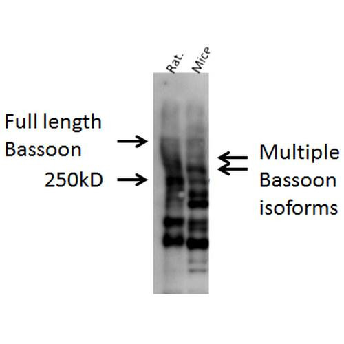 Western blot analysis of Mouse, Rat brain cell lysates showing detection of Bassoon protein using Rabbit Anti-Bassoon Polyclonal Antibody (STPA00039). Primary Antibody: Rabbit Anti-Bassoon Polyclonal Antibody (STPA00039) at 1:1000.