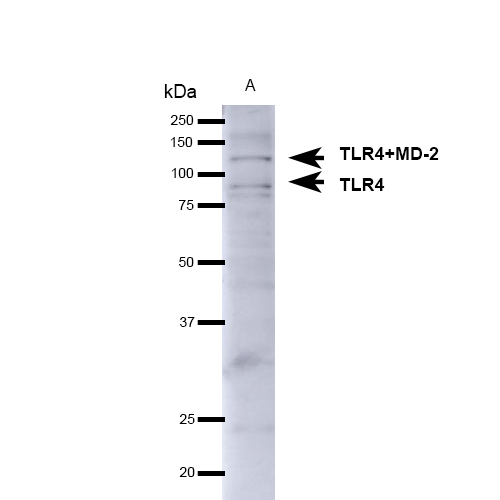 Western blot analysis of Mouse brain showing detection of ~75-80kDa TLR4 protein using Rabbit Anti-TLR4 Polyclonal Antibody (STPA00040). Lane 1: Molecular Weight Ladder. Lane 2: Mouse Brain. Load: 15 µg. Block: 5% Skim Milk in 1X TBST. Primary Antibody: Rabbit Anti-TLR4 Polyclonal Antibody (STPA00040) at 1:1000 for 1 hour at RT. Secondary Antibody: Goat Anti-Rabbit IgG: HRP at 1:4000 for 1 hour at RT. Predicted/Observed Size: ~75-80kDa.