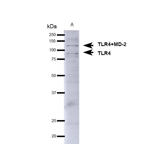 Western blot analysis of Mouse brain showing detection of ~75-80kDa TLR4 protein using Rabbit Anti-TLR4 Polyclonal Antibody (STPA00040). Lane 1: Molecular Weight Ladder. Lane 2: Mouse Brain. Load: 15 µg. Block: 5% Skim Milk in 1X TBST. Primary Antibody: Rabbit Anti-TLR4 Polyclonal Antibody (STPA00040) at 1:1000 for 1 hour at RT. Secondary Antibody: Goat Anti-Rabbit IgG: HRP at 1:4000 for 1 hour at RT. Predicted/Observed Size: ~75-80kDa.