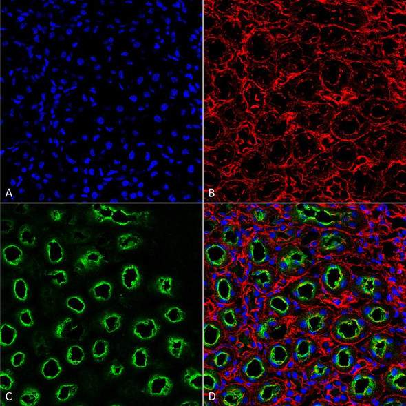 Immunohistochemistry analysis using Rabbit Anti-NKCC2 Polyclonal Antibody (STPA00045). Tissue: Kidney. Species: Rat. Fixation: Formalin Fixed Paraffin-Embedded. Primary Antibody: Rabbit Anti-NKCC2 Polyclonal Antibody (STPA00045) at 1:25 for 1 hour at RT. Secondary Antibody: Goat Anti-Rabbit IgG: Alexa Fluor 488. Counterstain: Actin-binding Phalloidin-Alexa Fluor 633; DAPI (blue) nuclear stain. Magnification: 63X. (A) DAPI (blue) nuclear stain.