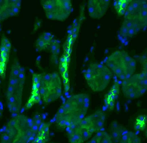 Immunohistochemistry analysis using Rabbit Anti-NCC Polyclonal Antibody (STPA00046). Tissue: kidney tissue. Species: Rat. Primary Antibody: Rabbit Anti-NCC Polyclonal Antibody (STPA00046) at 1:200. Secondary Antibody: FITC Goat Anti-Rabbit (green).