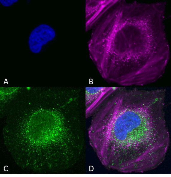 Immunocytochemistry/Immunofluorescence analysis using Rabbit Anti-Beclin 1 Polyclonal Antibody (STPA00058). Tissue: SK-N-BE. Species: Human. Primary Antibody: Rabbit Anti-Beclin 1 Polyclonal Antibody (STPA00058) at 1:200 for Overnight. Secondary Antibody: Anti-Rabbit: AlexaFluor 555 at 1:1000. Counterstain: Hoechst, Phalloidin AlexaFluor 647 at 1:1000. Localization: Mitochondria, endosomes/exosomes.