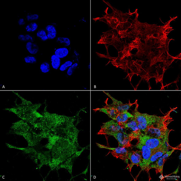 Immunocytochemistry/Immunofluorescence analysis using Rabbit Anti-Beclin 1 Polyclonal Antibody (STPA00058). Tissue: Neuroblastoma cell line (SK-N-BE). Species: Human. Fixation: 4% Formaldehyde for 15 min at RT. Primary Antibody: Rabbit Anti-Beclin 1 Polyclonal Antibody (STPA00058) at 1:100 for 60 min at RT. Secondary Antibody: Goat Anti-Rabbit ATTO 488 at 1:100 for 60 min at RT.