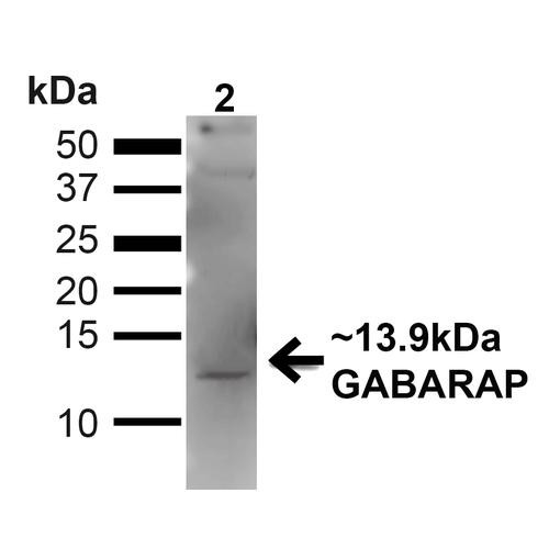 Western blot analysis of Human Embryonic kidney epithelial cell line (HEK293T) lysate showing detection of ~13.9kDa GABARAP protein using Rabbit Anti-GABARAP Polyclonal Antibody (STPA00061). Lane 1: MW Ladder. Lane 2: Human 293T (20 µg). Load: 20 µg. Block: 5% milk + TBST for 1 hour at RT. Primary Antibody: Rabbit Anti-GABARAP Polyclonal Antibody (STPA00061) at 1:1000 for 1 hour at RT.