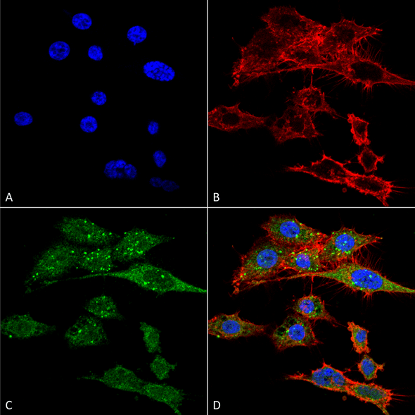 Immunocytochemistry/Immunofluorescence analysis using Rabbit Anti-Rubicon Polyclonal Antibody (STPA00067). Tissue: Colon carcinoma cell line (RKO). Species: Human. Fixation: 4% Formaldehyde for 15 min at RT. Primary Antibody: Rabbit Anti-Rubicon Polyclonal Antibody (STPA00067) at 1:100 for 60 min at RT. Secondary Antibody: Goat Anti-Rabbit ATTO 488 at 1:100 for 60 min at RT.