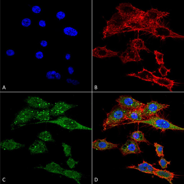 Immunocytochemistry/Immunofluorescence analysis using Rabbit Anti-Rubicon Polyclonal Antibody (STPA00067). Tissue: Colon carcinoma cell line (RKO). Species: Human. Fixation: 4% Formaldehyde for 15 min at RT. Primary Antibody: Rabbit Anti-Rubicon Polyclonal Antibody (STPA00067) at 1:100 for 60 min at RT. Secondary Antibody: Goat Anti-Rabbit ATTO 488 at 1:100 for 60 min at RT.