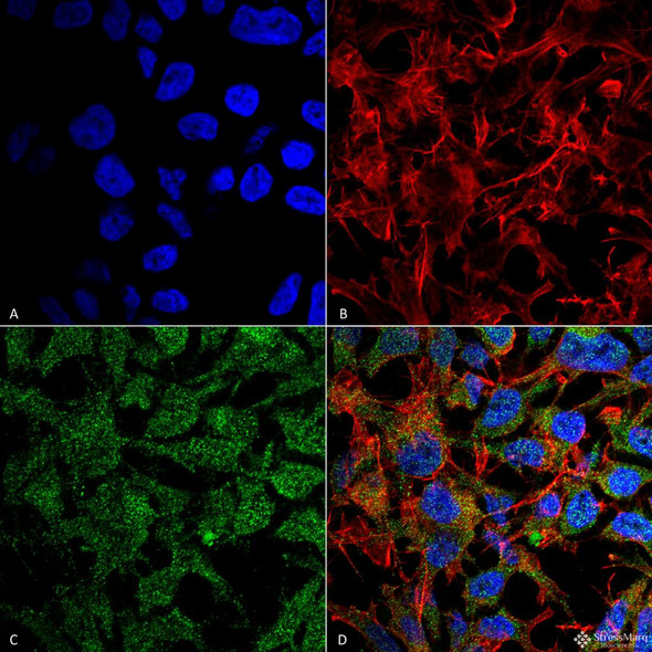 Immunocytochemistry/Immunofluorescence analysis using Rabbit Anti-BDNF Polyclonal Antibody (STPA00072). Tissue: Neuroblastoma cell line (SK-N-BE). Species: Human. Fixation: 4% Formaldehyde for 15 min at RT. Primary Antibody: Rabbit Anti-BDNF Polyclonal Antibody (STPA00072) at 1:100 for 60 min at RT. Secondary Antibody: Goat Anti-Rabbit ATTO 488 at 1:100 for 60 min at RT.