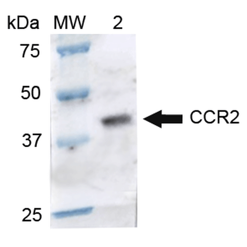 Western blot analysis of Rat Brain cell lysates showing detection of ~41.9 kDa CCR2 protein using Rabbit Anti-CCR2 Polyclonal Antibody (STPA00073). Lane 1: Molecular Weight Ladder (MW). Lane 2: Rat Brain cell lysates. Load: 15 µg. Block: 5% Skim Milk in 1X TBST. Primary Antibody: Rabbit Anti-CCR2 Polyclonal Antibody (STPA00073) at 1:1000 for 2 hours at RT. Secondary Antibody: Goat Anti-Rabbit IgG: HRP at 1:1000 for 60 min at RT.