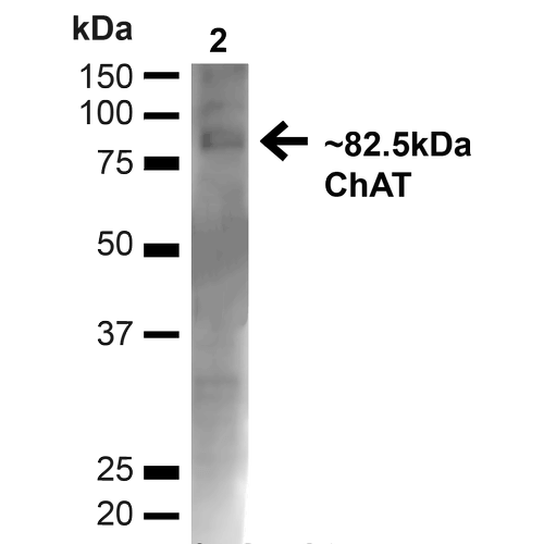 Western blot analysis of Mouse Brain showing detection of ~82.5kDa Choline Acetyltransferase protein using Rabbit Anti-Choline Acetyltransferase Polyclonal Antibody (STPA00074). Lane 1: MW Ladder. Lane 2: Mouse Brain (20 µg). Load: 20 µg. Block: 5% milk + TBST for 1 hour at RT. Primary Antibody: Rabbit Anti-Choline Acetyltransferase Polyclonal Antibody (STPA00074) at 1:1000 for 1 hour at RT.