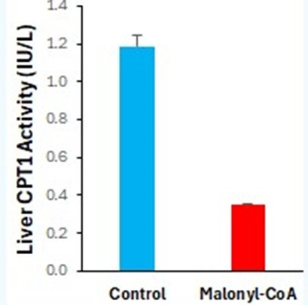 Carnitine Palmitoyltransferase 1 (CPT1) Assay Kit
