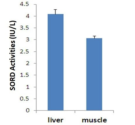 Sorbitol Dehydrogenase Assay Kit