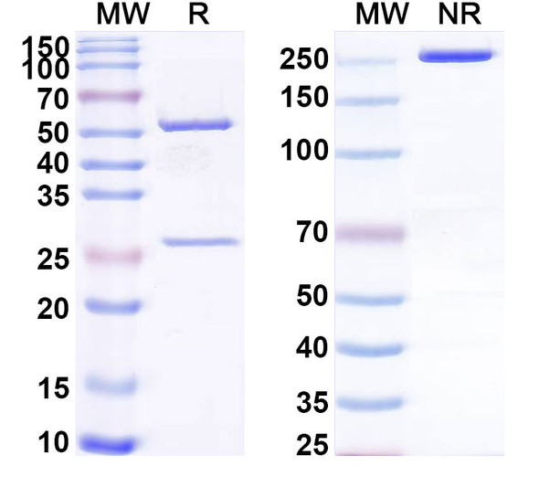 Anti-CH1&CH2/Allergen Fel d I-A&B Antibody (SAA0618) - SDS-PAGE