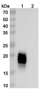 Anti-Cat CH1 & CH2/Allergen Fel d I-A & B Antibody (SAA2222) - WB