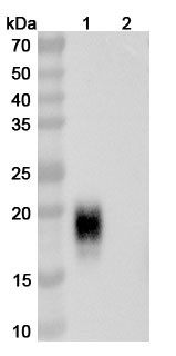Anti-Cat CH1 & CH2/Allergen Fel d I-A & B Antibody (SAA2223) - WB