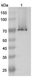Anti-Human GPC3 x CD3E Bispecific Antibody (ERY974) - WB