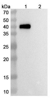 Anti-Human CDH3/P-cadherin x CD3E Bispecific Antibody (PF 6671008) - WB