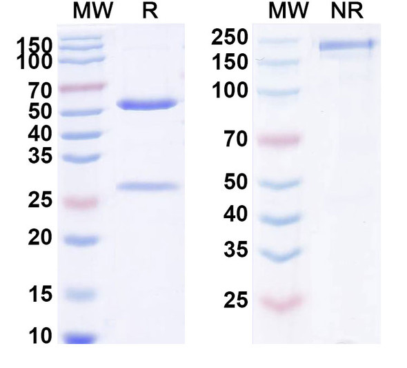 Anti-Human IgE/IGHE x Albumin (ALX-0962) - SDS-PAGE