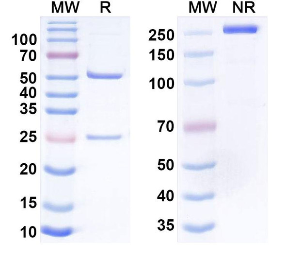 Anti-Human CD133/PROM1 x CD3E Bispecific Antibody (MS133) - SDS-PAGE