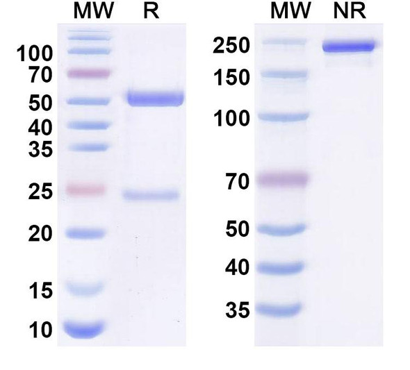 Anti-Human CEA x CD3 Bispecific Antibody (MEDI-565) - SDS-PAGE