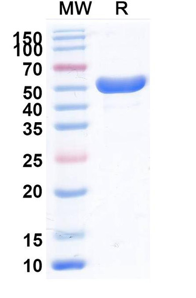 Anti-Human TREM1 x CD46 Bispecific In Vivo Antibody - Low Endotoxin - SDS-PAGE