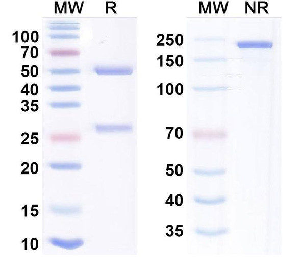 Anti-IL-18 x IL-1β Bispecific Antibody (Mas825) - SDS-PAGE