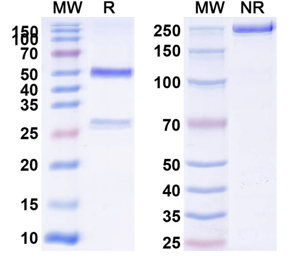 Mouse CD51/ITGAV x ITGB6 Bispecific Antibody (6.2B10) - SDS-PAGE
