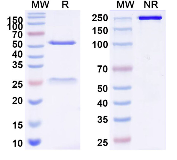 Anti-Mouse F4/80 x CD3e Bispecific In Vivo Antibody - Low Endotoxin - SDS-PAGE