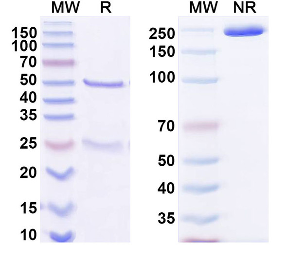 Anti-Mouse TRP-1 x CD47 Bispecific In Vivo Antibody - Low Endotoxin - SDS-PAGE