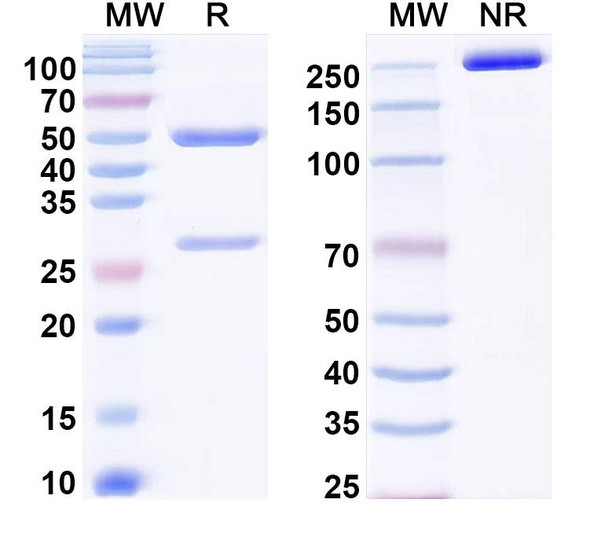 Anti-Mouse PD-1 x PD-L1 Bispecific In Vivo Antibody - Low Endotoxin - SDS-PAGE