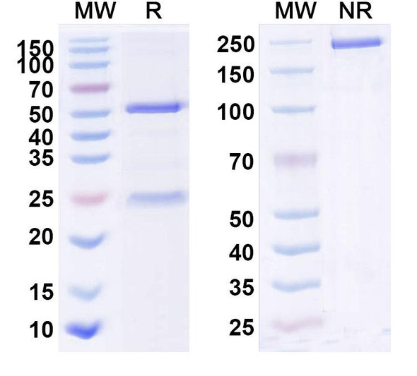 Anti-Mouse PD-1 x CD47 Bispecific In Vivo Antibody - Low Endotoxin - SDS-PAGE
