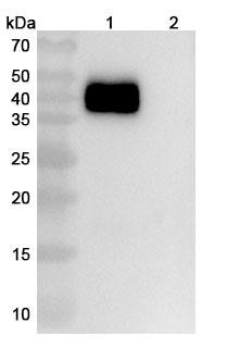 Anti-Mouse PD-L1 x CD3e Bispecific In Vivo Antibody - Low Endotoxin - WB