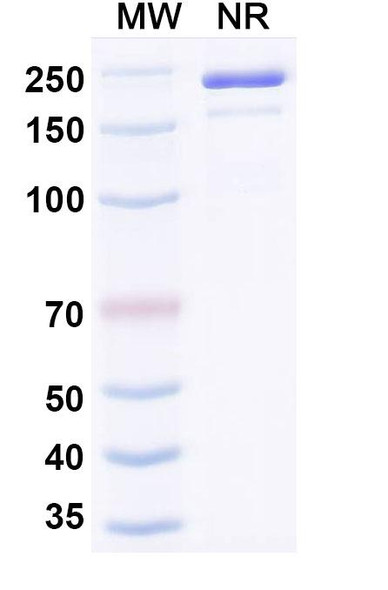 Anti-Mouse PD-L1 x CD3e Bispecific In Vivo Antibody - Low Endotoxin - SDS-PAGE
