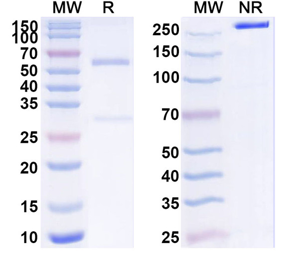 Anti-Mouse PD-L1 x CD28 Bispecific In Vivo Antibody - Low Endotoxin - SDS-PAGE