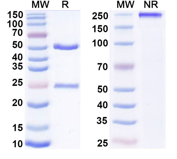 Anti-Mouse NKG2D x CD3e Bispecific In Vivo Antibody - Low Endotoxin - SDS-PAGE