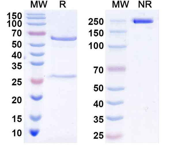 Anti-Fluorescein x mCD3e Bispecific In Vivo Antibody - Low Endotoxin - SDS-PAGE