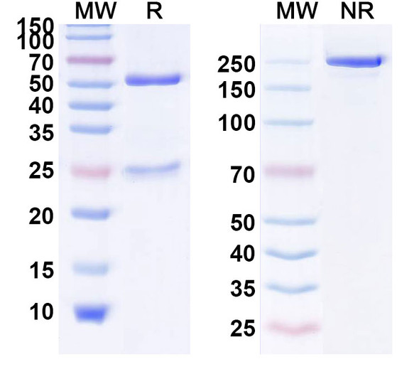 Anti-Fluorescein x mPD-L1 Bispecific In Vivo Antibody - Low Endotoxin - SDS-PAGE