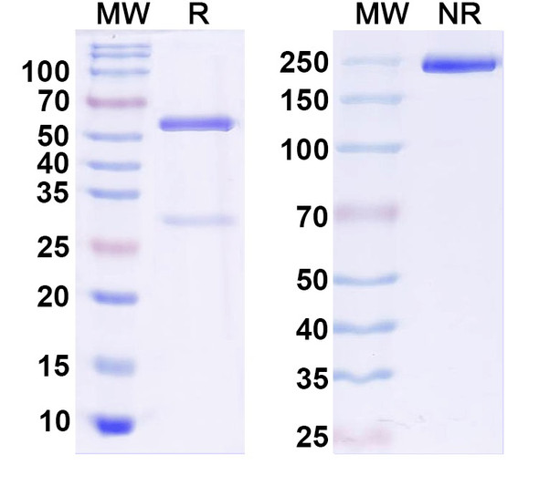 Mouse CTLA4 x PD1 Bispecific Antibody (SAA2361) - SDS-PAGE