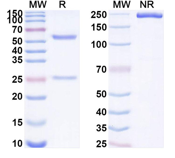 Mouse CTLA4 x PD1 Bispecific Antibody (SAA2362) - SDS-PAGE