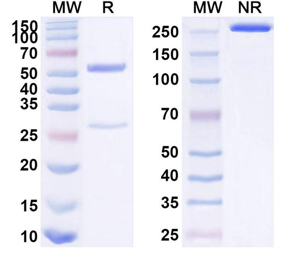 Mouse PD1 / VEGF-A Bispecific Antibody (RMP1-14 / G6-31) - SDS-PAGE