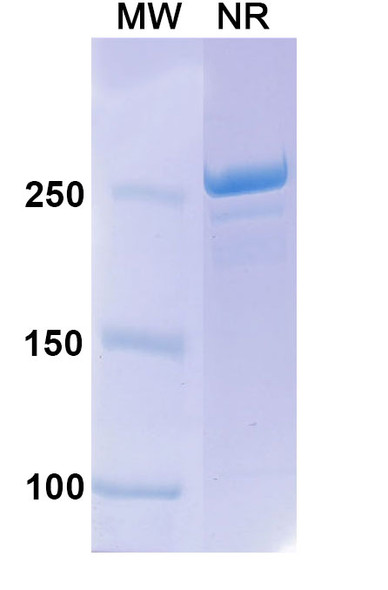 Lutikizumab Antibody - SDS-PAGE