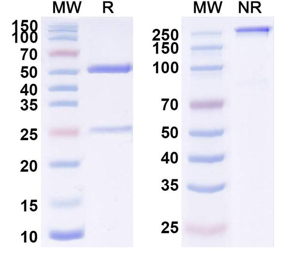 Sirukumab Antibody - SDS-PAGE