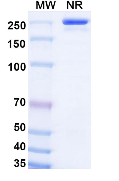 Olokizumab Antibody - SDS-PAGE