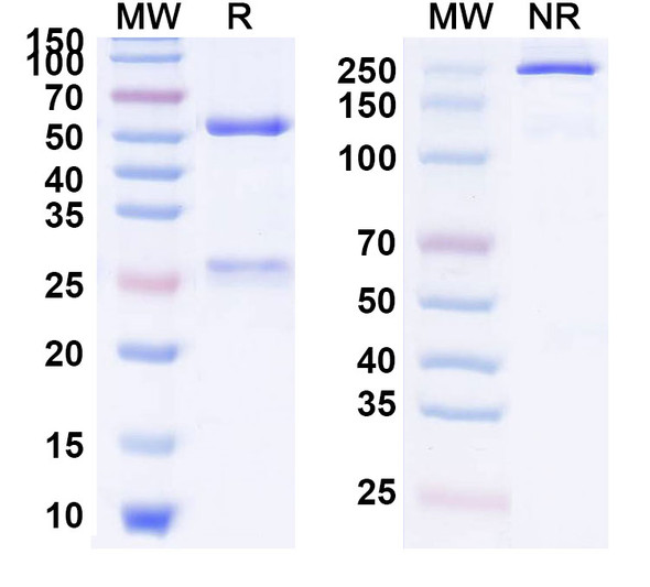 Enokizumab Antibody - SDS-PAGE