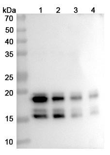 Bimekizumab Antibody - WB